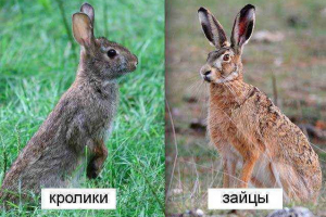 Jaka prędkość prowadzenia królików i zających? Jaka prędkość prowadzenia królików i zających?